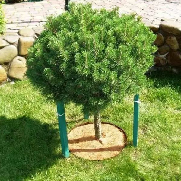 Приствольный круг